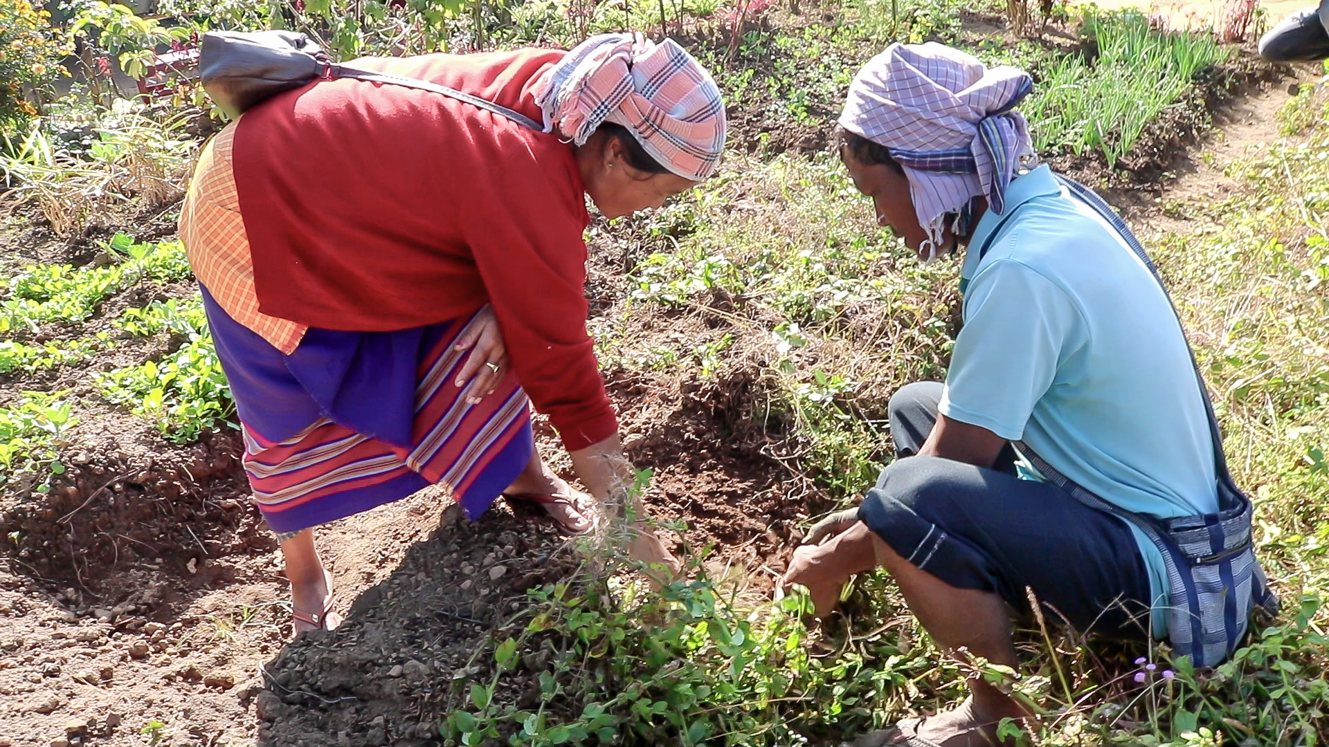 Farmer From Wapung Skur2